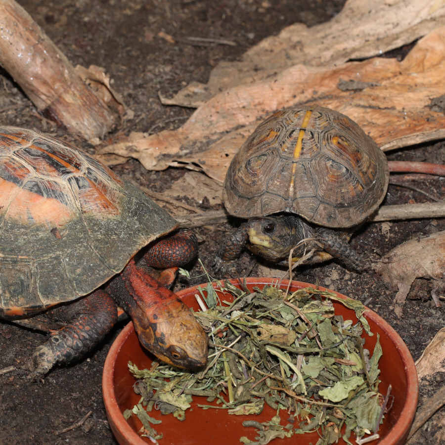 JBL Proterra Herbil alimento para tortugas thumbnail