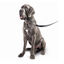 Beaphar Gentle Leader Collar de adiestramiento Negro para perros, , large indicador imagen numero 2