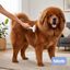 Bloob Rastrillo Deslanador Subpelo para perros, , large indicador imagen numero 2