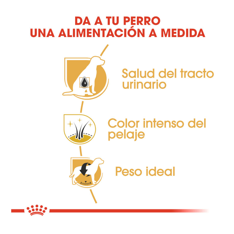 Royal Canin Adult Miniature Schnauzer pienso para perros thumbnail