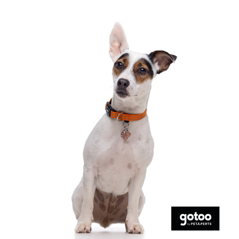 Gotoo Collar de nylon reflectante naranja para perros,  Imagen numero 7 Gotoo Collar de nylon reflectante naranja para perros, , large Imagen numero 7