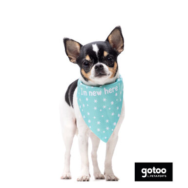 Gotoo Bandana estampada verde para perros