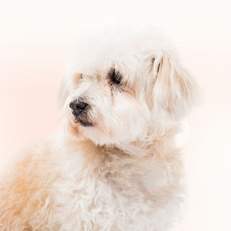 Beaphar Limpiador de Lagrimal para perros y gatos thumbnail