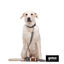 Gotoo Collar de malla transpirable gris para perros, , large indicador imagen numero 6