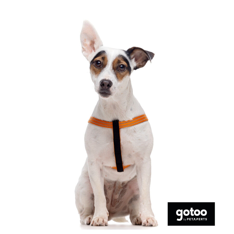 Gotoo Arn&eacute;s reflectante de neopreno naranja para perros, , large Imagen numero 3