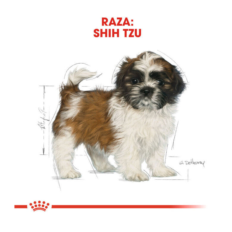 1.5 kg Royal Canin Puppy Shih Tzu pienso para perros, , large Imagen numero 5