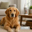 Nice Care Repelente Anti mordeduras para perros, , large indicador imagen numero 2