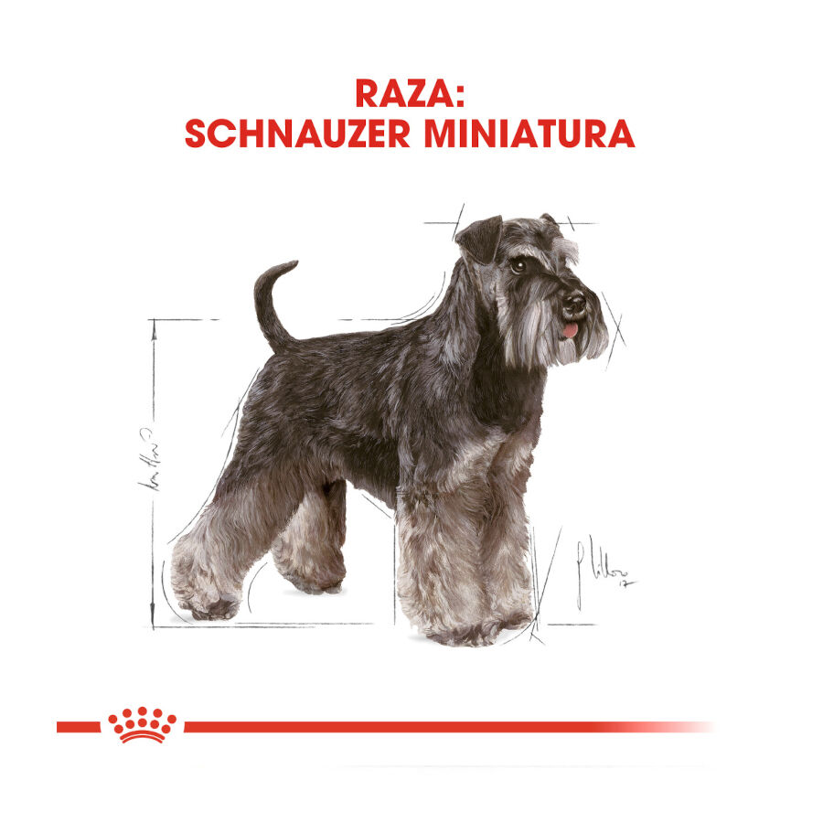 Royal Canin Adult Miniature Schnauzer pienso para perros thumbnail