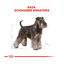 Royal Canin Adult Miniature Schnauzer pienso para perros, , large indicador imagen numero 4