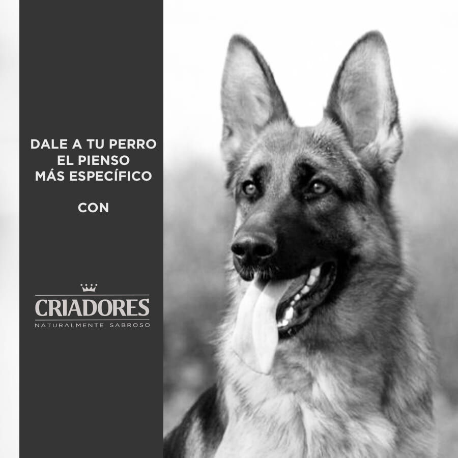 15 kg Criadores Adulto Cordero y Arroz pienso para perros de razas mediana y grande, , large Imagen numero 5