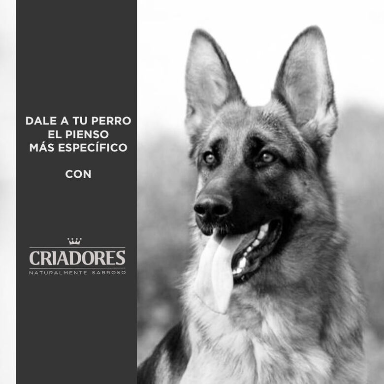Criadores Adulto Cordero y Arroz pienso para perros de razas mediana y grande thumbnail