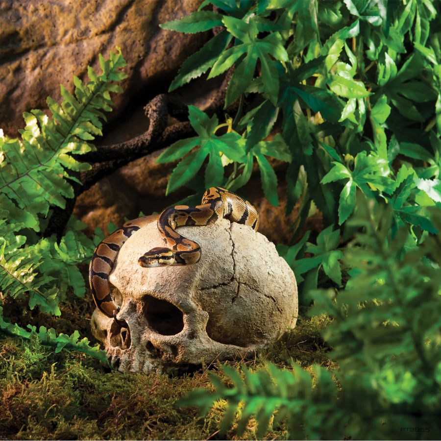 Exoterra Refugio calavera para terrarios, , large Imagen numero 2
