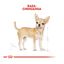 85 g Royal Canin Adult Chihuahua paté en sobre para perros, , large indicador imagen numero 4