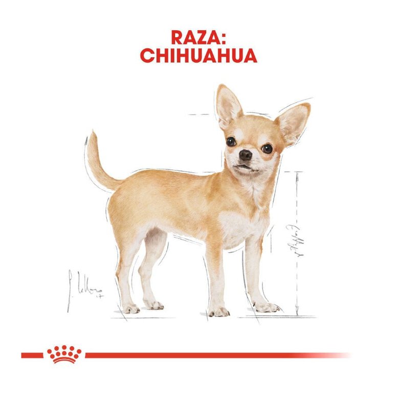 85 g Royal Canin Adult Chihuahua paté en sobre para perros,  Imagen numero 4 85 g Royal Canin Adult Chihuahua paté en sobre para perros, , large Imagen numero 4