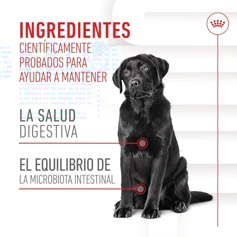 160 g Royal Canin Digestion Chews Suplemento Nutricional para perros con sensibilidad,  Imagen numero 8 160 g Royal Canin Digestion Chews Suplemento Nutricional para perros con sensibilidad, , large Imagen numero 8
