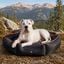 Outech X-perience Cama Plegable para perros, , large indicador imagen numero 2