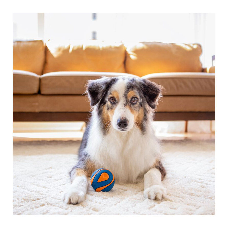 Chuckit! Ultra Squeaker Pelota con Sonido y Rebote para perros thumbnail