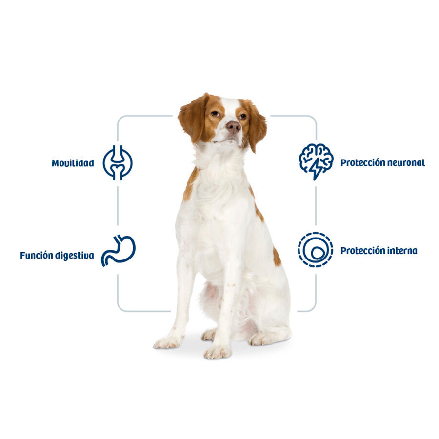 Nath Adult Medium Pollo pienso para perros thumbnail