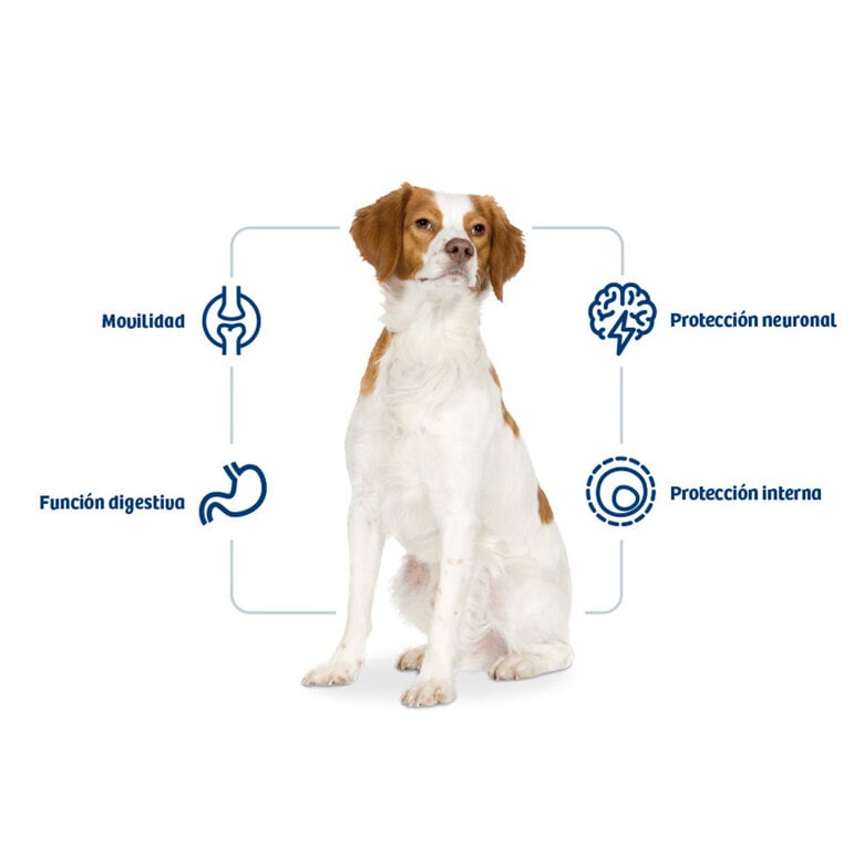 12 kg Nath Adult Medium Pollo pienso para perros,  Imagen numero 2 12 kg Nath Adult Medium Pollo pienso para perros, , large Imagen numero 2