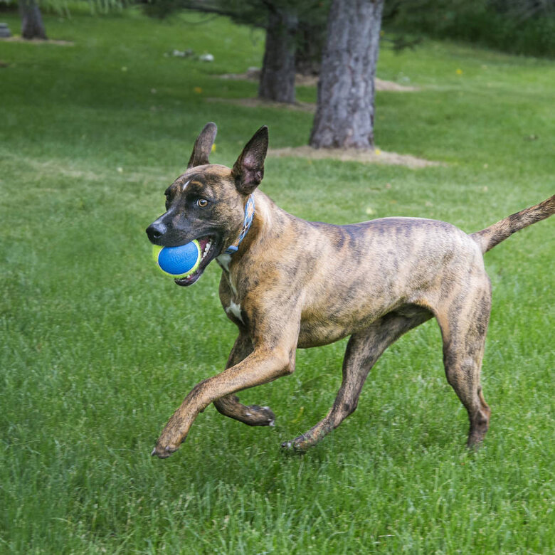 Kong SqueakAir Ultra Balls 2-PK pelotas para perros, , large image number null