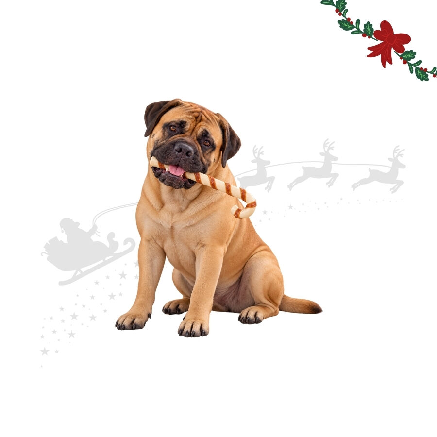 1 ud. Wonder Christmas Bast&oacute;n Navidad Gigante Cuero Prensado Snacks para perros, , large Imagen numero 1