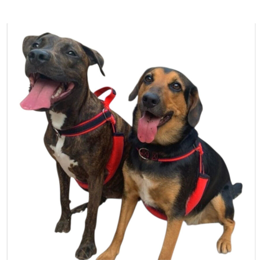 Freedom and Color Arn&eacute;s Anti-tirones Azul para perros, , large Imagen numero 2