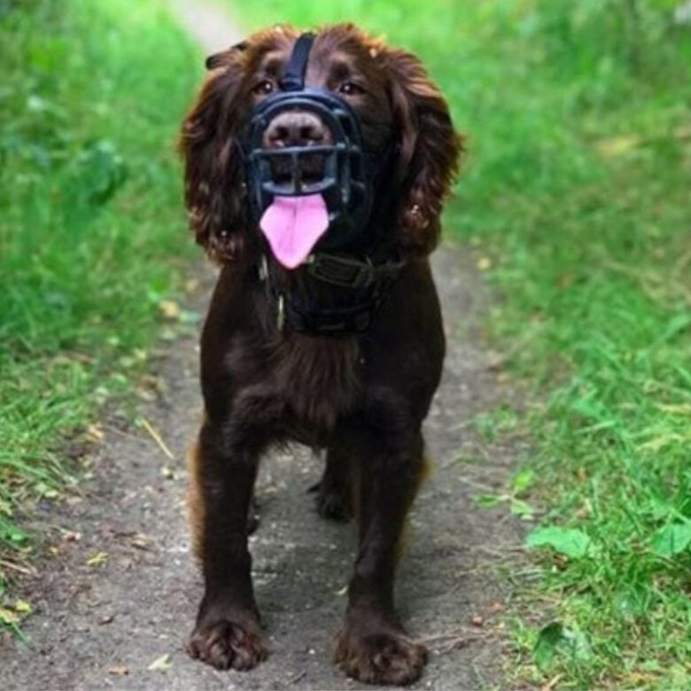 Baskerville Ultra Muzzle Bozal tipo canasta para perros,  Imagen numero 4 Baskerville Ultra Muzzle Bozal tipo canasta para perros, , large Imagen numero 4