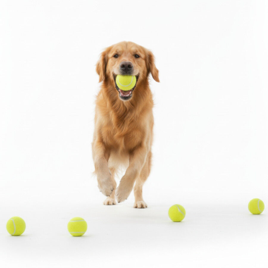 All For Paws Pelotas de Tenis Interactivas para perros, , large Imagen numero 1