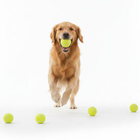 All For Paws Pelotas de Tenis Interactivas para perros