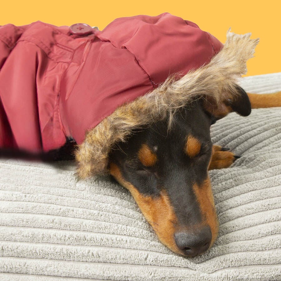 Outech Abrigo Granate con Capucha para perros, , large Imagen numero 3