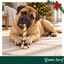 1 ud. Wonder Christmas Bast&oacute;n Navidad Gigante Cuero Prensado Snacks para perros, , large indicador imagen numero 2
