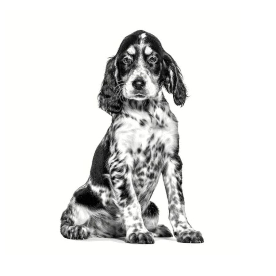 Royal Canin Veterinary Hypoallergenic pienso para cachorros thumbnail