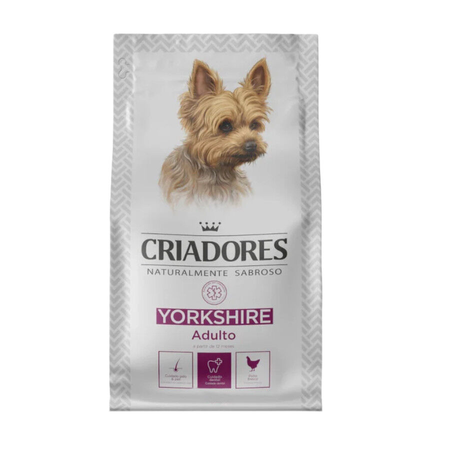 Criadores Yorkshire Terrier pienso para perros