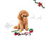 1 pack x 5 uds. Wonder Christmas Caja Snacks y Juguetes para perros, , large indicador imagen numero 1