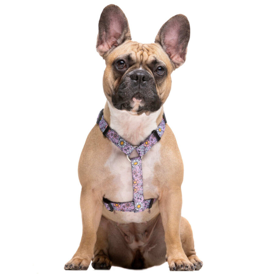 Dukier Flower Power Arn&eacute;s Cl&aacute;sico para perros, , large Imagen numero 3