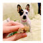 28 barritas Whimzees Puppy XS/S Snacks Dentales Naturales para cachorros, , large indicador imagen numero 4