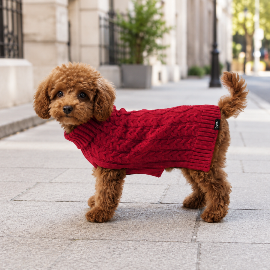 Gotoo Jersey de Punto Rojo para perros, , large Imagen numero 1