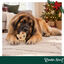 1 ud. Wonder Christmas Manopla Piel Prensada Snacks para perros, , large indicador imagen numero 2