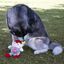 Wonder Christmas Elfo de Circo Peluche Mordedor navideño para perros, , large indicador imagen numero 2