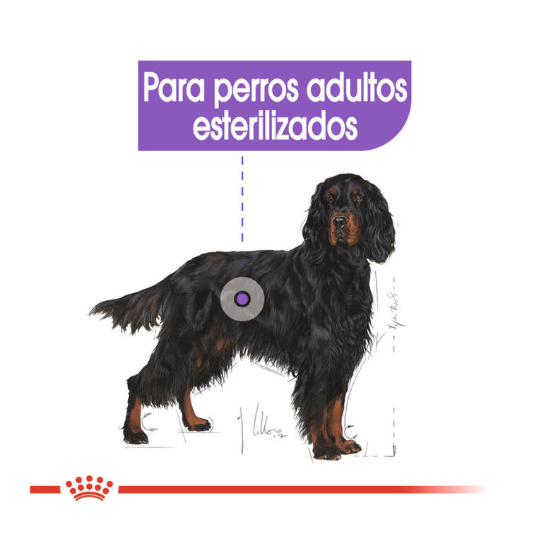 Royal Canin Sterilised Maxi pienso para perros thumbnail