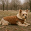 Outech Abrigo Impermeable para perros, , large indicador imagen numero 1