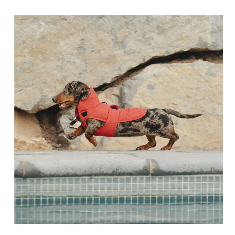 Freedog Paw Shield Rojo Abrigo Impermeable para perros,  Imagen numero 2 Freedog Paw Shield Rojo Abrigo Impermeable para perros, , large Imagen numero 2