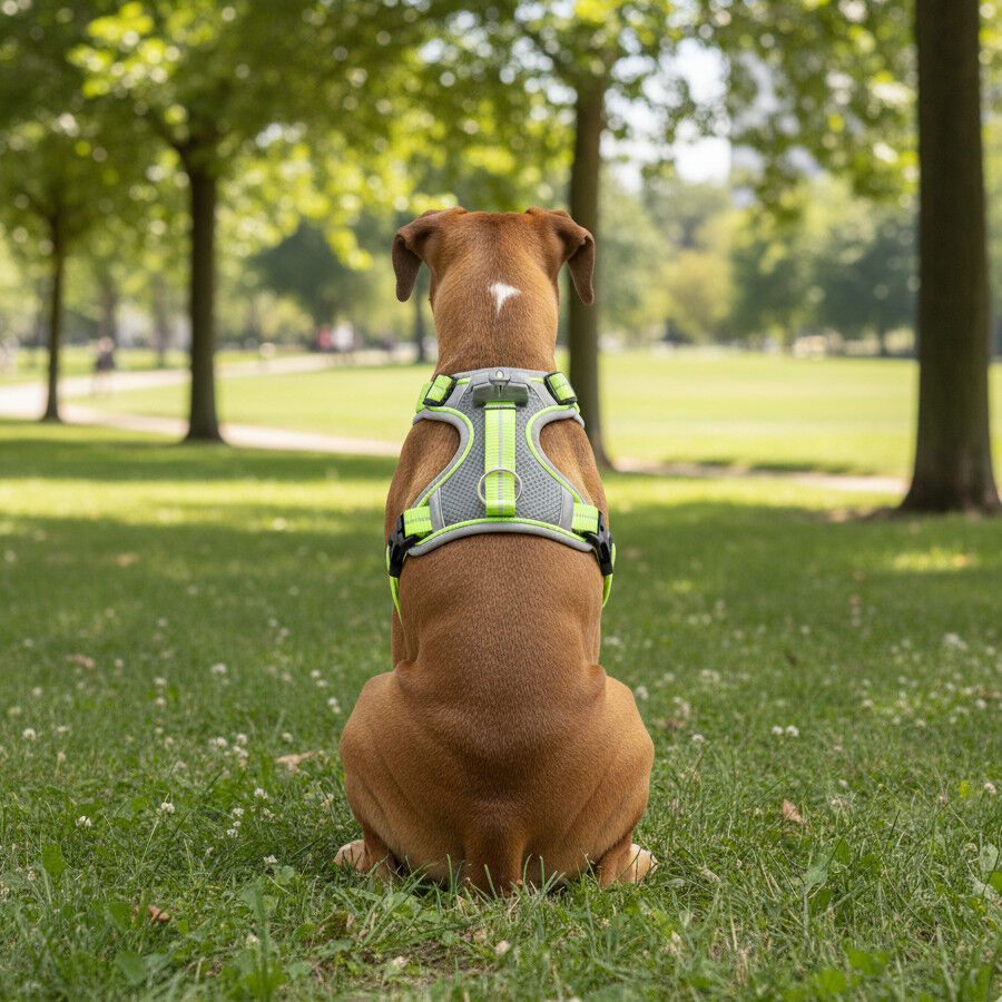 All For Paws K-Nite Arnés con Luz para perros thumbnail