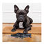Disney Correa Estampado Star Wars para perros, , large indicador imagen numero 3