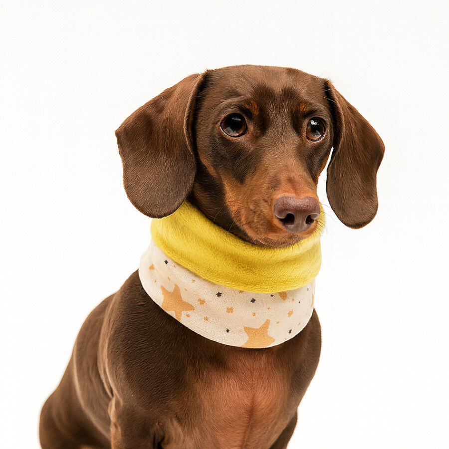 Outech Bufanda Rock para perros, , large Imagen numero 3