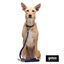 Gotoo Collar Biothane azul para perros, , large indicador imagen numero 7