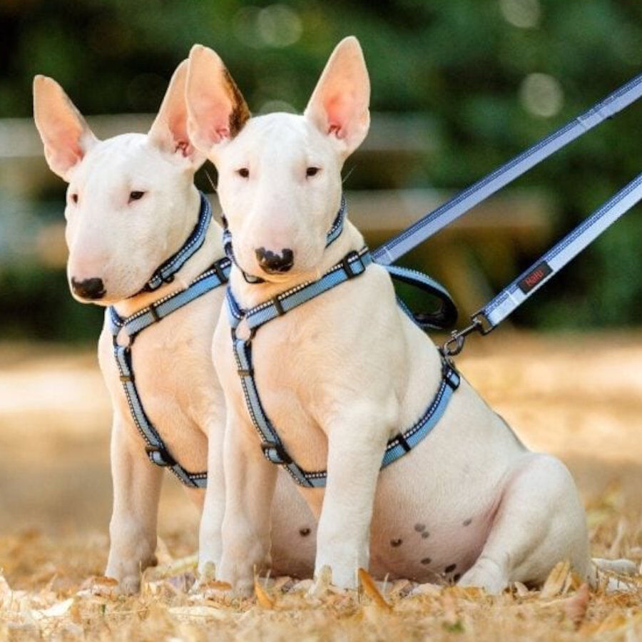 Halti correa de doble enganche roja para perros, , large Imagen numero 3