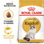 Royal Canin Adult Ragdoll pienso para gatos, , large indicador imagen numero 2