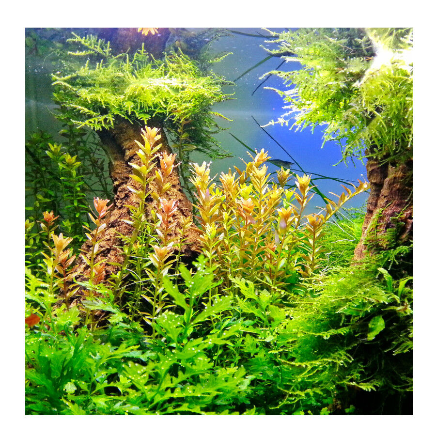 JBL Ferropol Fertilizante Líquido para plantas de acuario thumbnail