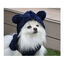 Nayeco Alaska Chaqueta Azul Marino para perros, , large indicador imagen numero 2